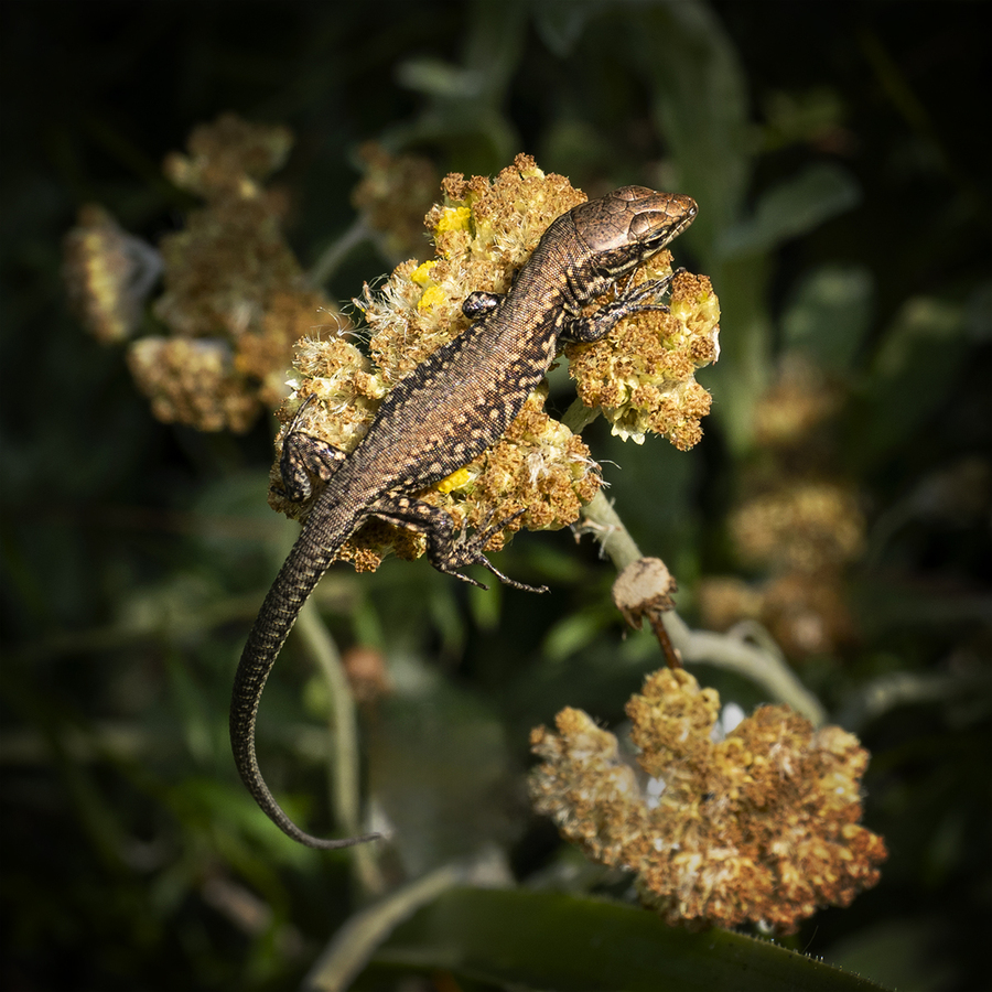 Juvenile Wall Lizard.